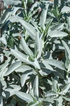 White sage Stock Photos