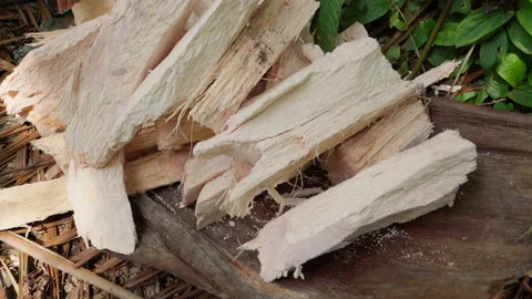 White Sago Tree Pieces Stock Footage 202474123