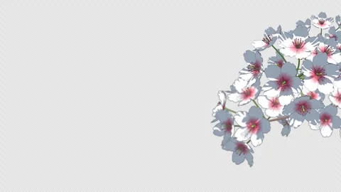 White Sakura Branch Isolated on Transparent Background Vídeos de archivo 335923037