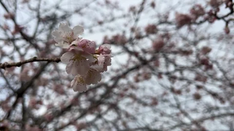 White Sakura Cherry Blossom Flowers Видео 344960401