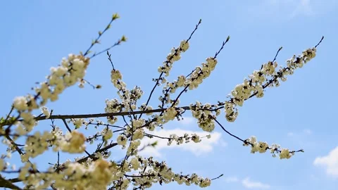 White sakura cherry blossoms on a branch gently swaying in an april breeze .. Видео 331127909