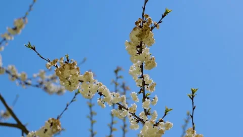White sakura cherry blossoms on a branch gently swaying in an april breeze .. Vídeos de archivo 331127956
