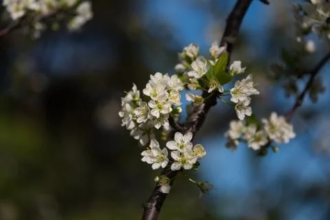 White sakura, cherry flower springtime nature background Stock Photos