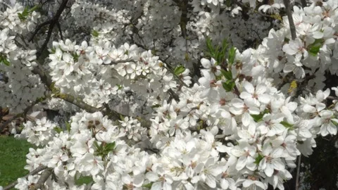White Sakura flowers close - up in the wind Stock Footage 135429986