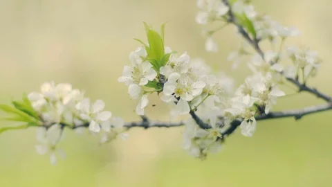 White sakura 動画素材 92393240