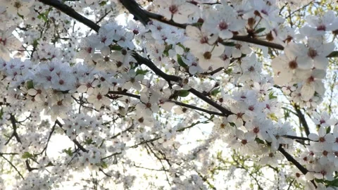 White Sakura Sakura in the sun. Stock Footage 130271737