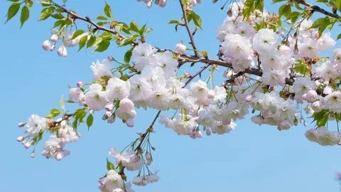 The white sakura tree fluttering in the wind against the blue sky Stock Footage 109437196