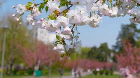 The white sakura tree fluttering in the wind Stock Footage 109437670