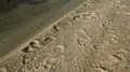 White salt deposits of Dead Sea HD Footage