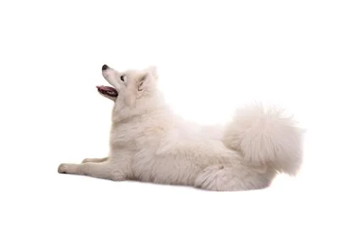 White samoyed dog lying down seen from the back with mouth open looking up is Stock Photos
