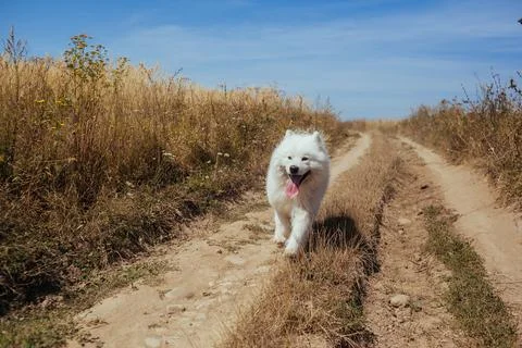 White Samoyed Dog Stock Photos