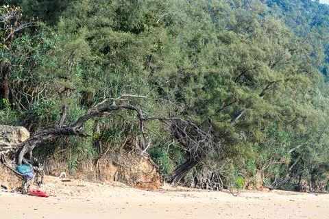 White sand and pine tree on the beach, Koh Libong island, Trang Stock Photos