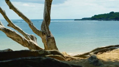 White sand beach and tropical tree on foreground Stock Footage 77547541