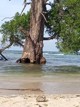 White sand beach Stock Photos