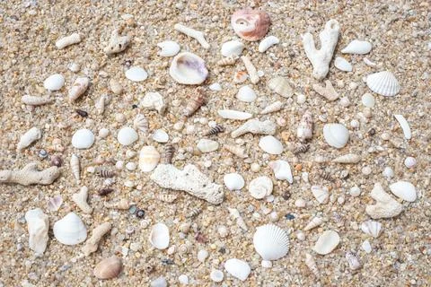 White sand on the beach with various shells and corals. Marine background Stock Photos