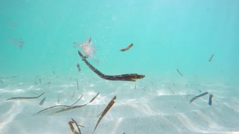White Sand beneath the Shallow, Tropical Sea off the Maldives Stock-Footage 85486441