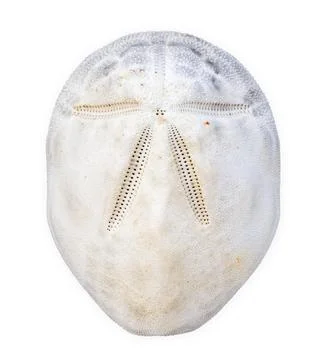 White sand dollar skeleton isolated on white background Stock Photos