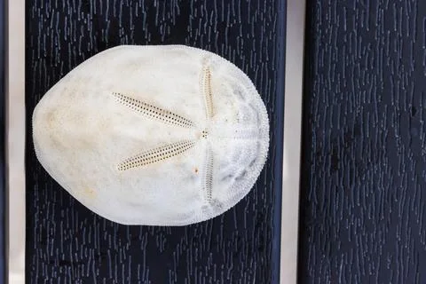 White sand dollar test, an echinoderm sea urchin skeleton, isolated on dark.. Stock Photos