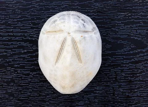 White sand dollar test, an echinoderm sea urchin skeleton, isolated on dark.. Stock Photos