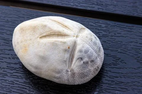 White sand dollar test, an echinoderm sea urchin skeleton, isolated on dark.. Stock Photos