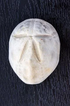 White sand dollar test, an echinoderm sea urchin skeleton, isolated on dark.. Stock Photos