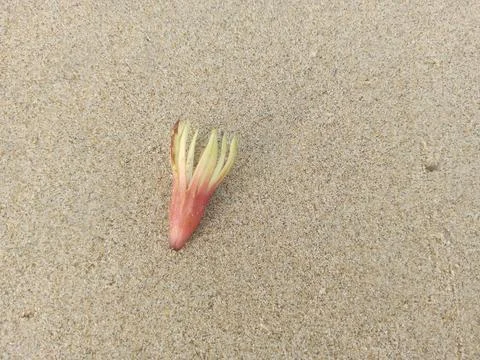 White sand Stock Photos