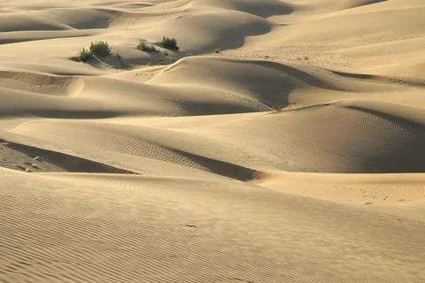 White sand with ripples pattern form in Khuri Khurri sand dunes, Jaisalmer,.. Foto stock