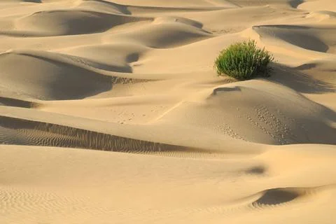 White sand with ripples pattern form and cactus plant in Khuri Khurri sand... Stock Photos