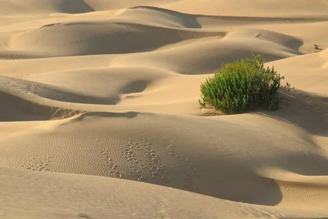 White sand with ripples pattern form and cactus plant in Khuri Khurri sand... 写真素材