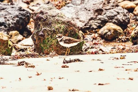 White sandpiper on the beach Stock Photos