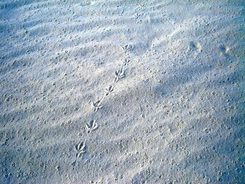 White sands Fotos Stock