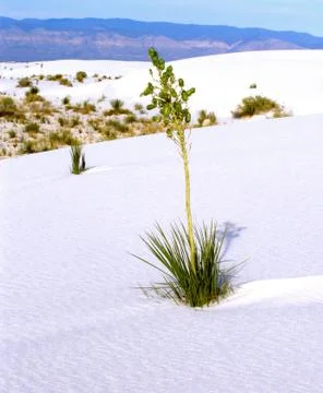 White sands 写真素材