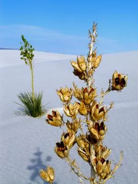 White sands Photos
