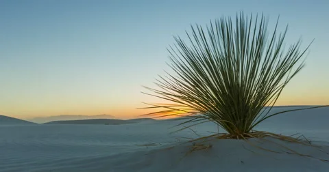White Sands Time Lapse Cactus Sunset Stock Footage 61711654