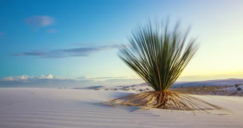 White Sands Time Lapse Cactus Move Right Stock Footage 61711671