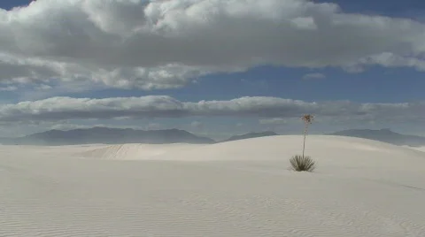 White Sands Yucca 2 Stock Footage 659575