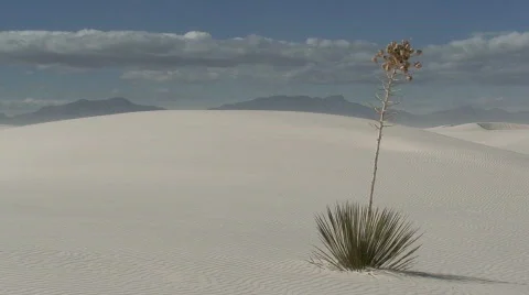 White Sands Yucca 3 Stock Footage 659898