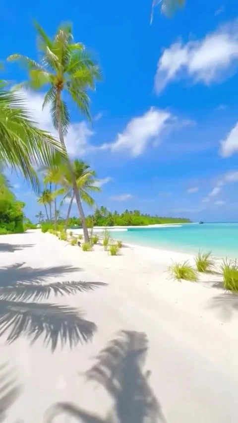 White sandy beach lined with coconut trees. Stock Footage 310071914