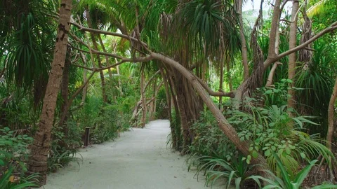 White sandy path In green tropical jungle Stock Footage 125635396