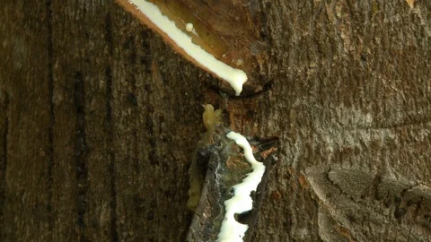 White Sap Dripping Down Tree Stock-Footage 114593560