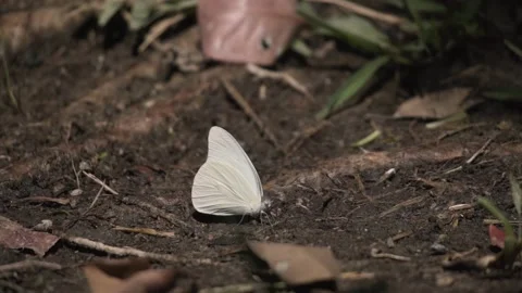 White Satin Moth On The Forest Foreground. Riviera Maya, Mexico - Closeup Video stock 185990555