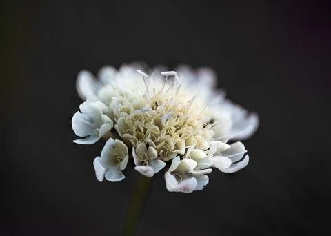 White scabious flower macro single stem dark background Stock Photos