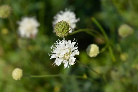 White scabious Stock Photos