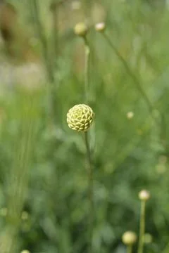 White scabious Stock Photos