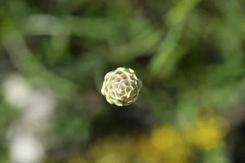 White scabious Stockfoto's