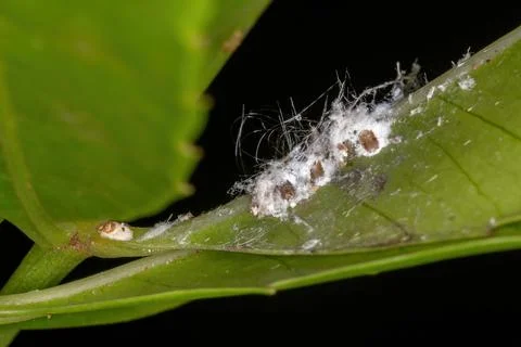 White Scale Insects Foto stock