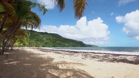 White scallops of waves run onto the sandy beach with green palm trees. Stock Footage 166809442