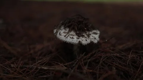 White scaly dapperling mushroom growing on dark forest floor 動画素材 336520299