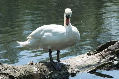 White Schwan is on a tree trunk Stock Photos