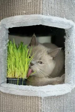 White scottish cat Stock Photos